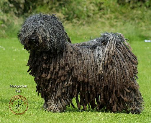 Hungarian Puli 9R070D-111.JPG